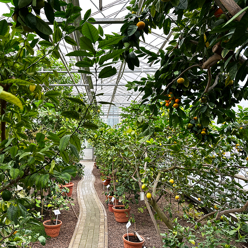 Лимонарий ботанического сада