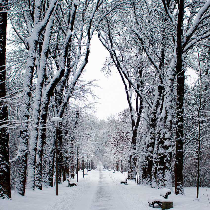 Аллея ясеня пенсильванского